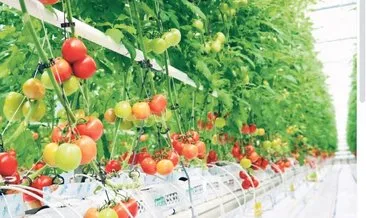 Yılda 30 bin ton meyve sebze üretilecek #yozgat