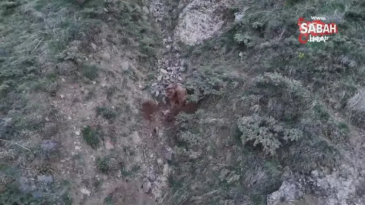 Ahıra giren ayılar, telef ettiği keçileri gömerken drone kamerasına yakalandı