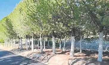 Çam ağaçları izin alınarak dikilmiş