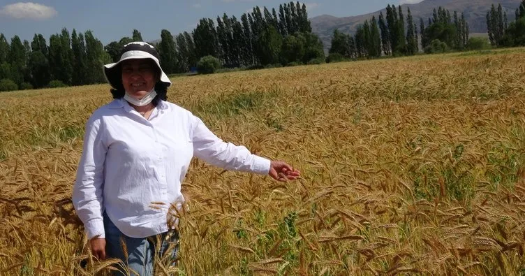 Erzurum’da yeni buğday geliştirildi, geliştiricinin ismi verildi
