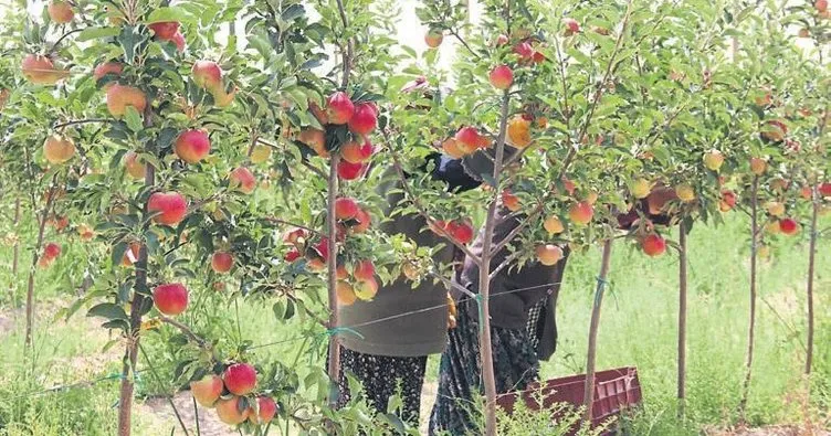 Niğde’de bodur elma hasadı başladı