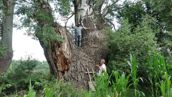 Tokat’ta 4,5 metre çapındaki kavak ağacı dikkat çekiyor