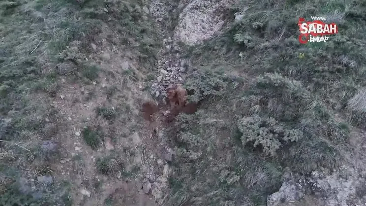 Ahıra giren ayılar, telef ettiği keçileri gömerken drone kamerasına yakalandı | Video