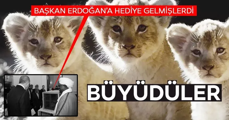 Cumhurbaşkanı Erdoğan’ın aslanlarına yoğun ilgi! Hediye edilen yavru aslanlar büyüdü