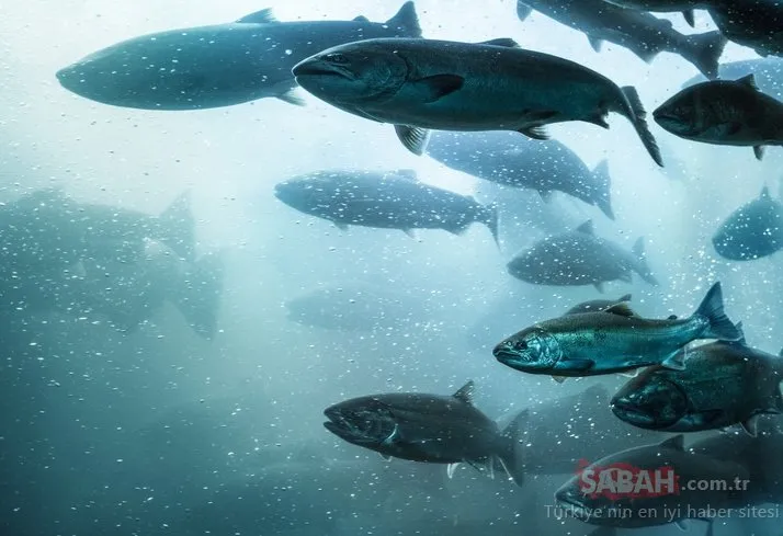 Korkutan tablo! Tatlı su balıklarının nesli tükenme tehlikesiyle karşı karşıya!