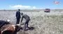 Çamura saplanan inekleri itfaiye kurtardı | Video
