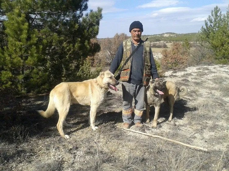 Çobanların güvencesi Kangal köpekleri