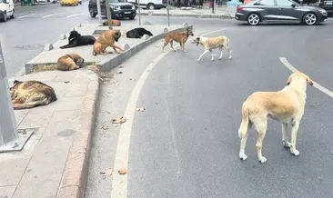 ‘Hapis ve ağır para cezası’ ile çözüm