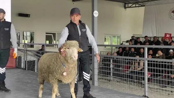 merinos-irki-koc-76-bin-100-liradan-satildi-1683117121033.jpg