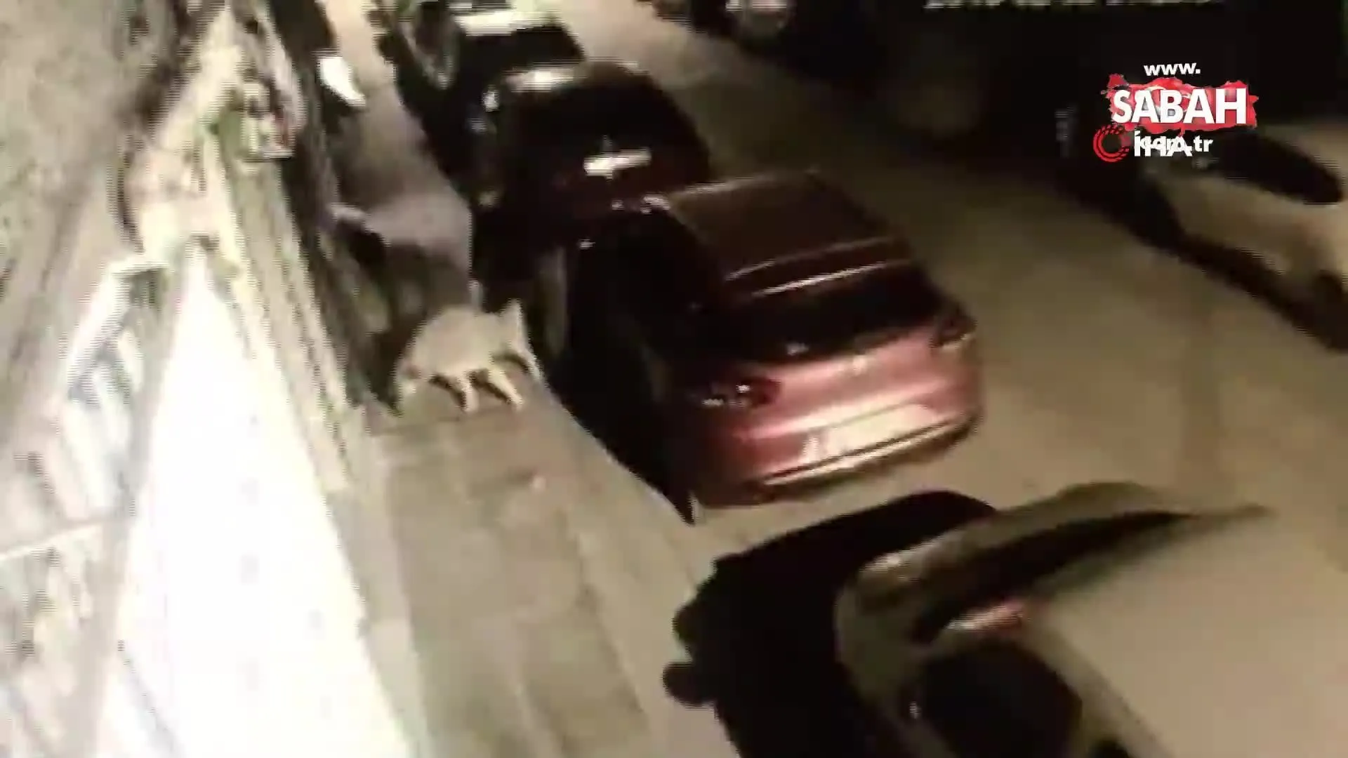 kopege tecavuz etmek istedi mahalle dayagi kamerada videosunu izle son dakika haberleri