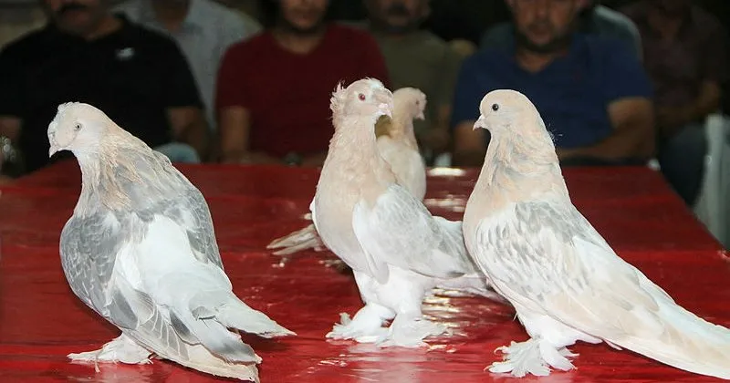 amasya da araba fiyatina guvercin son dakika haberler