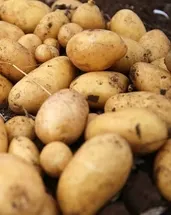 Avrupa’nın ortasında patates krizi