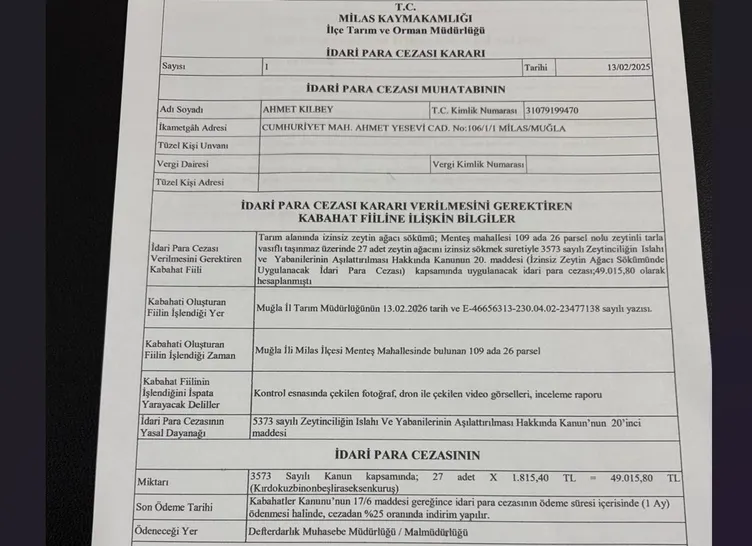 SON DAKİKA | CHP’den önce katliam sonra miting! 100 yıllık zeytin ağaçlarını kestiler