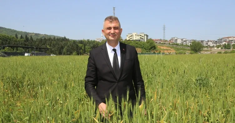 Gölcük’te buğdaylar ihtiyaç sahiplerine dağıtılacak