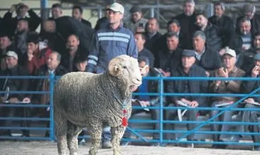 Enstitünün damızlık koçları satıldı