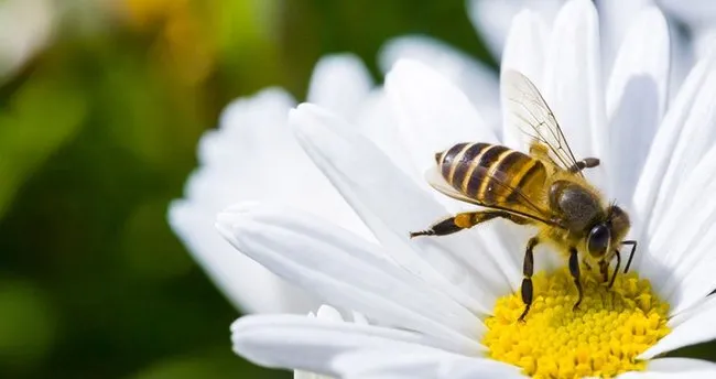 Arı alerjisi, belirtileri ve tedavisi
