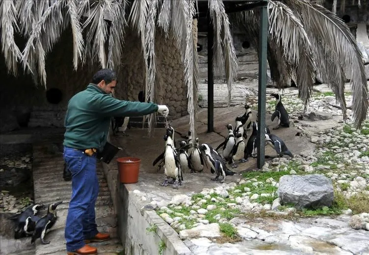 Afrika penguen ailesi genişliyor