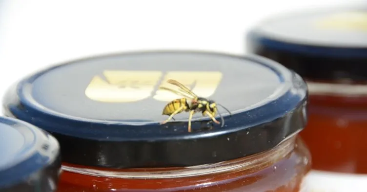 Türkiye çam balından sonra arı ürünleri de ihraç edecek
