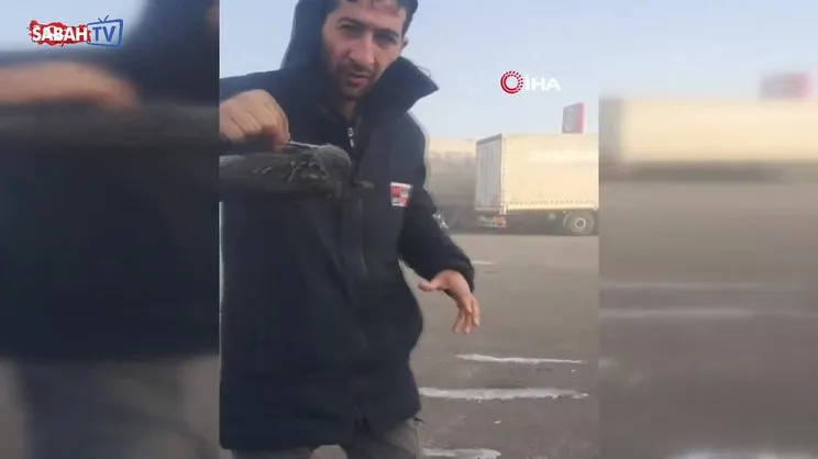Erzurum'da karga soğuktan dondu | Video
