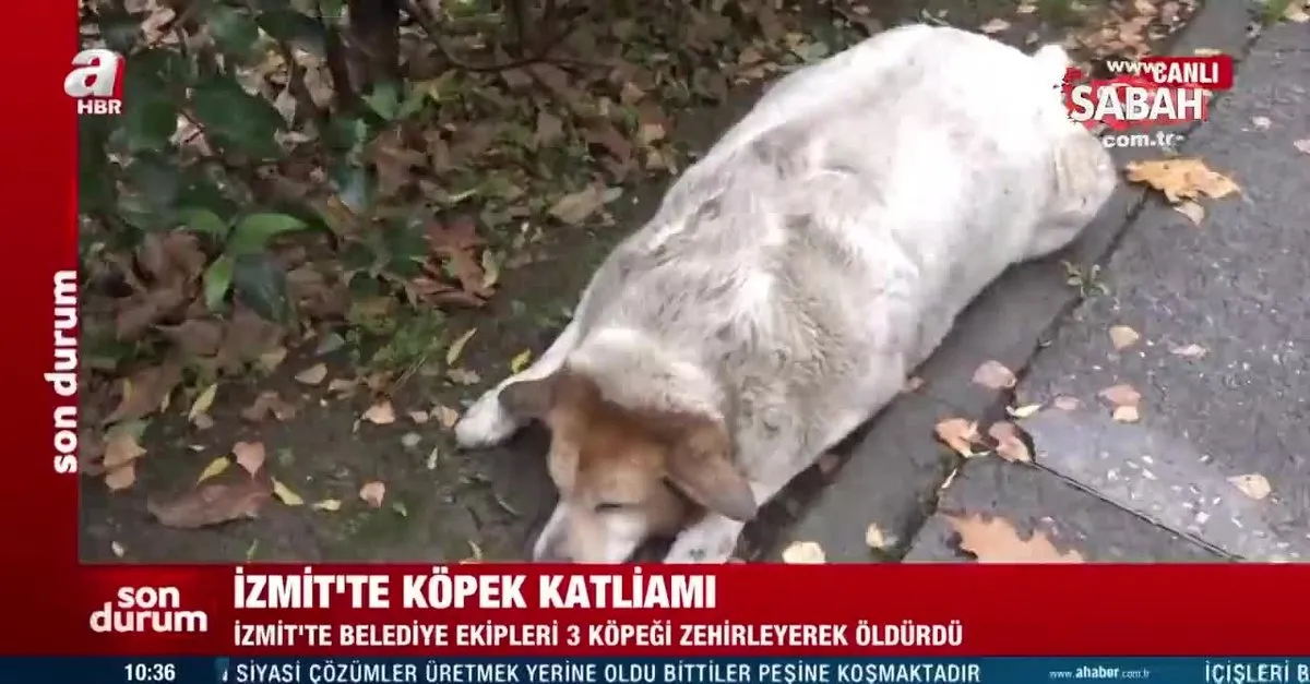Izmit Te Kopek Katliami Belediye Ekipleri 3 Kopegi Zehirledi Video Videosunu Izle Son Dakika Haberleri