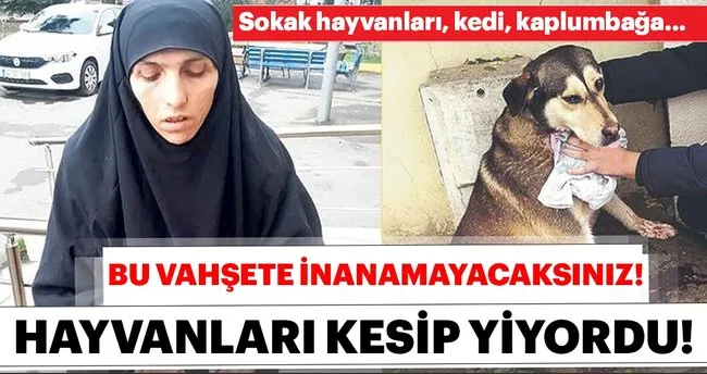 son dakika sokak hayvanlarini oldurup yiyen kadin yakalandi kediler kopekler kamlumbaga son dakika haberler