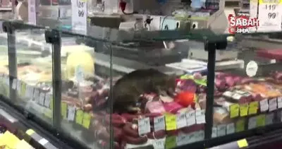 Ünlü süpermarket şubesinde şok eden görüntü: Reyona giren kedi kavurmayı yedi | Video