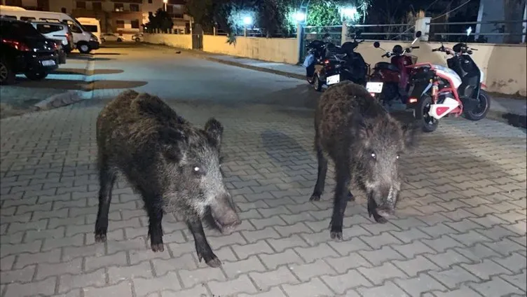 Marmarisliler şehre inen domuzlardan tedirgin