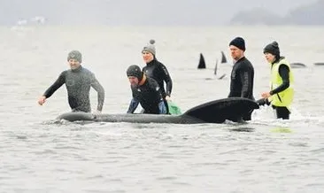 Kıyıya vuran balinalardan 70’i kurtarıldı