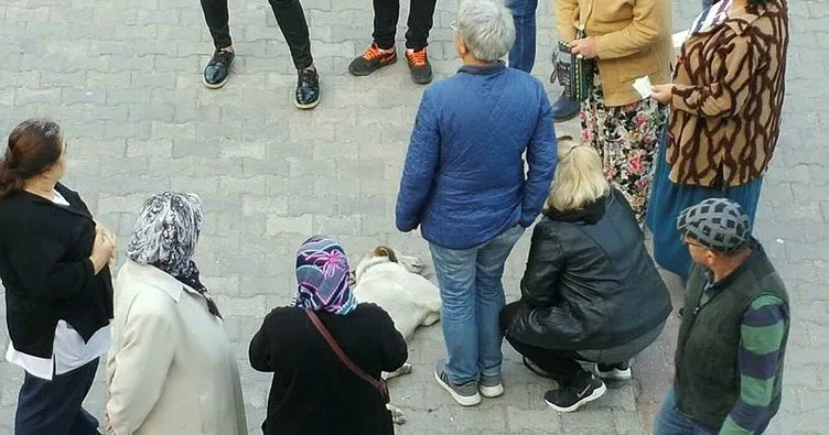 Hastane önünde bayılan köpeğe yardıma koştular