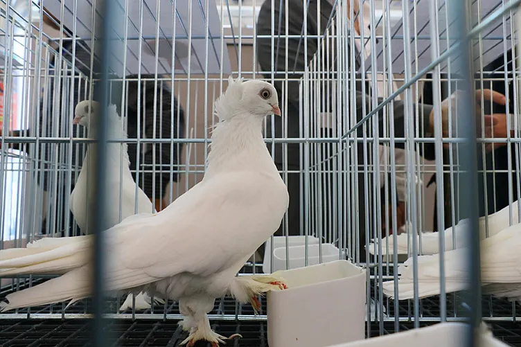 Bu güvercinler servet değerinde: Fiyatları 500 bin ile 1 milyon TL arasında değişiyor!