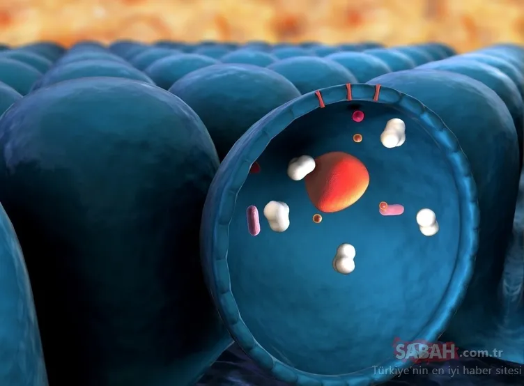 Metabolizmayı canlandırarak vücutta yağ bırakmayan mucize gıdalar
