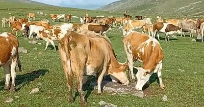 Kısır Dağı kayalıklarına tonlarca tuz döküldü #ardahan