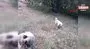 Tunceli'de çoban köpeklerine saldıran yılan hayatının hatasını yaptı | Video