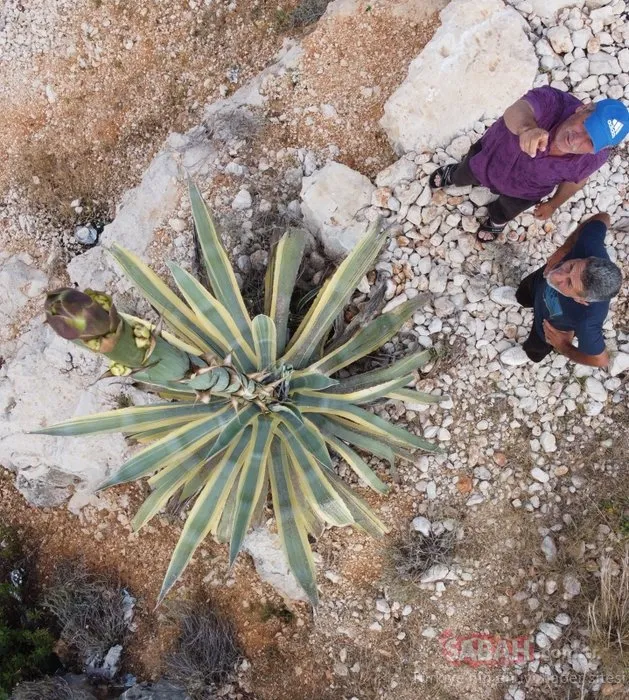 Sabır çiçeği 50 yıl bekledi, 25 günde 4 metreyi aştı! Görenler şaştı kaldı...