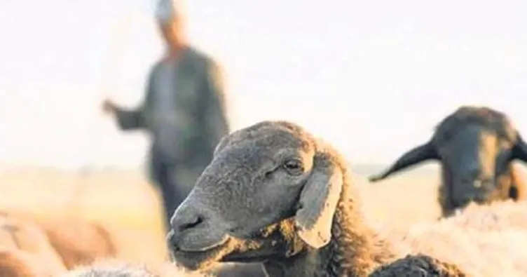 8 yılda 400 milyon TL çoban desteği