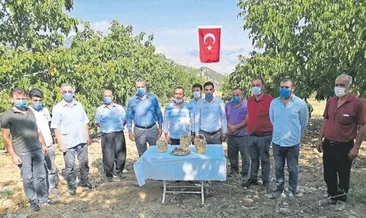 Ceviz bahçesinde hasat şenliği