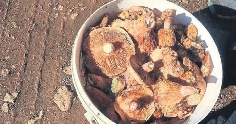 Bu mantarın kilo fiyatı duyanları şaşırtıyor: Dokunmak 15 koklamak ise 20 TL!