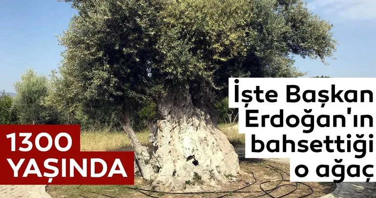İşte Cumhurbaşkanı Erdoğan’ın bahsettiği o zeytin ağacı