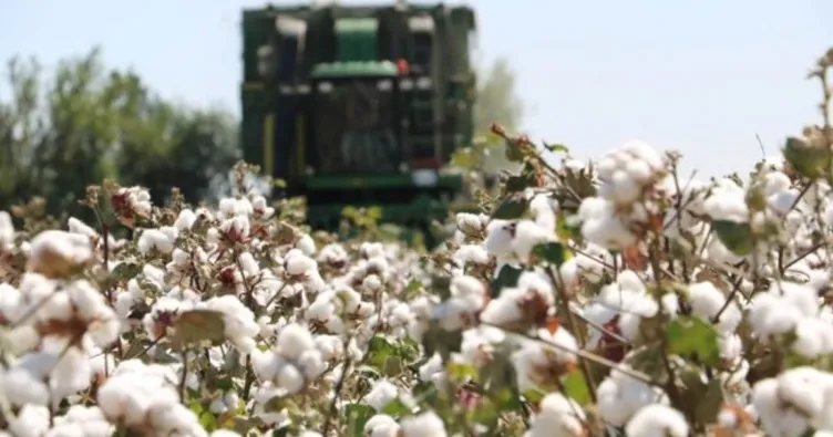 GAP’ta pamuk üretim maliyetleri azaldı
