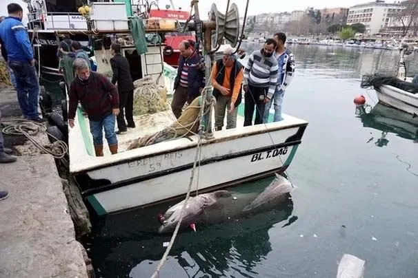Marmara’da 1 ton ağırlığında köpek balığı yakalandı