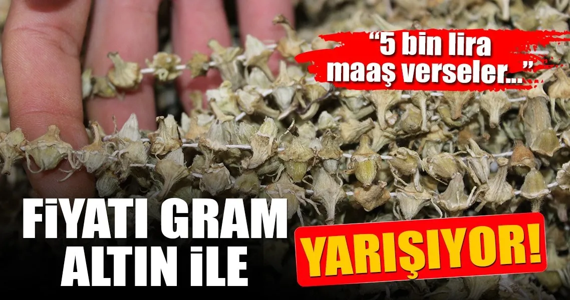 Bamyanin Kilosu Gram Altinla Yarisiyor En Son Haber