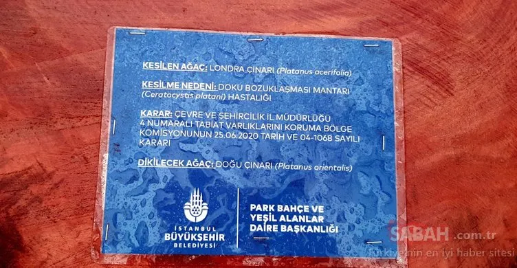 Beşiktaş’taki asırlık çınarlar kökünden kesildi