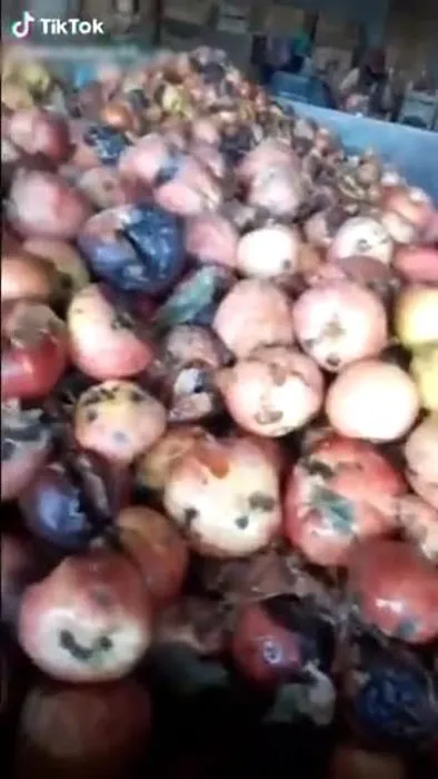 Son dakika haberi: Sosyal medyada mide bulandıran ’çürük elma’ videosu! Bakanlık harekete geçti