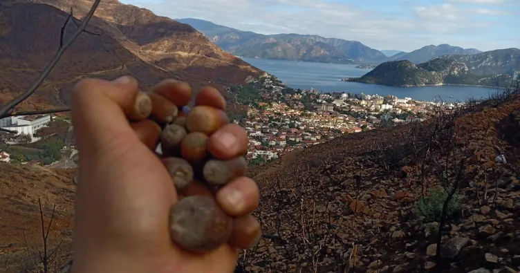 Dağları yeniden yeşile boyamalı