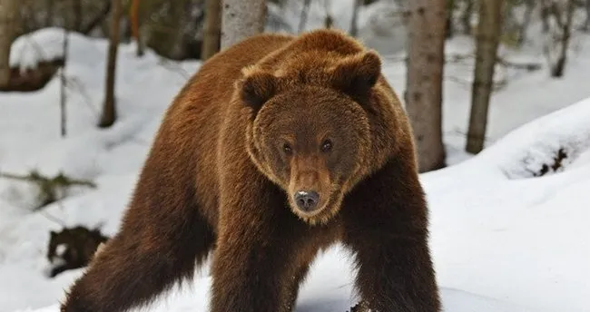 Rüyada ayı görmek ne anlama gelir? Rüyada kahverengi beyaz siyah ayı