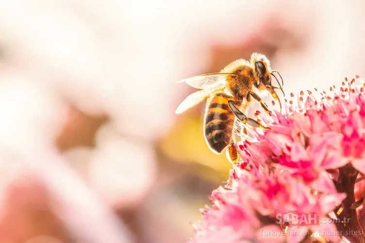 Faydalarını duydukça şaşıracağınız mucizevi besin: Arı Poleni