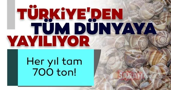 Bilecik'ten tüm dünyaya her yıl 700 ton salyangoz dolması