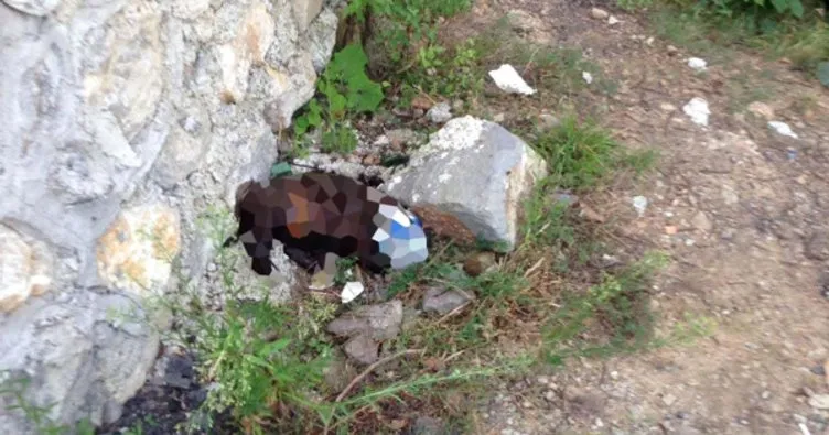 Zonguldak’ta sokak köpeğine işkence iddiası