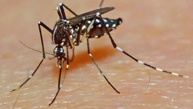 sivrisinekler kan grubu ayrımı yapıyor