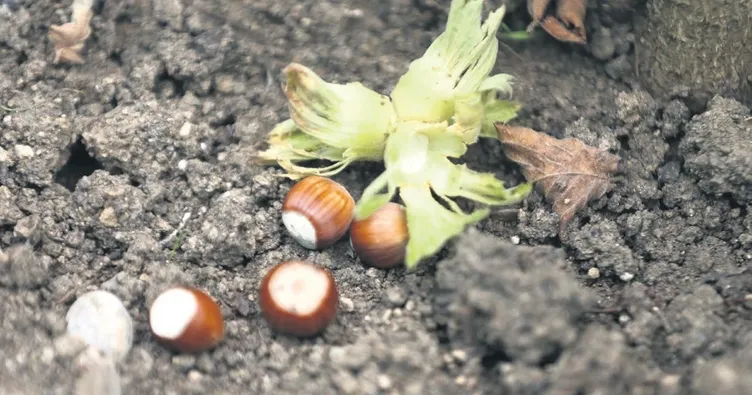 Fındığı yerden toplayın önerisi